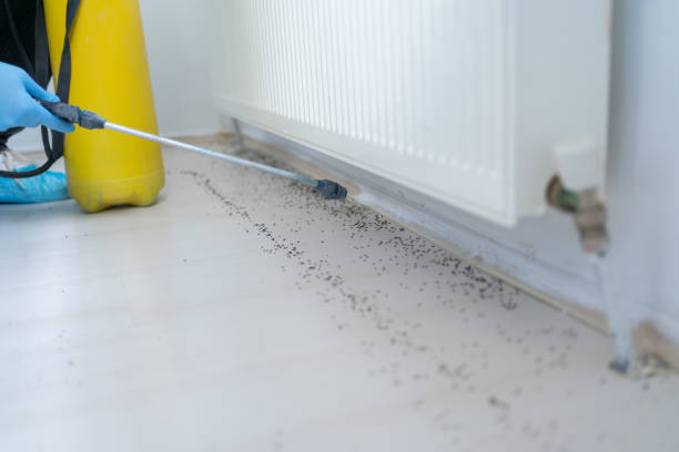 Best Affordable Pest Control Services  in Weimar, TX